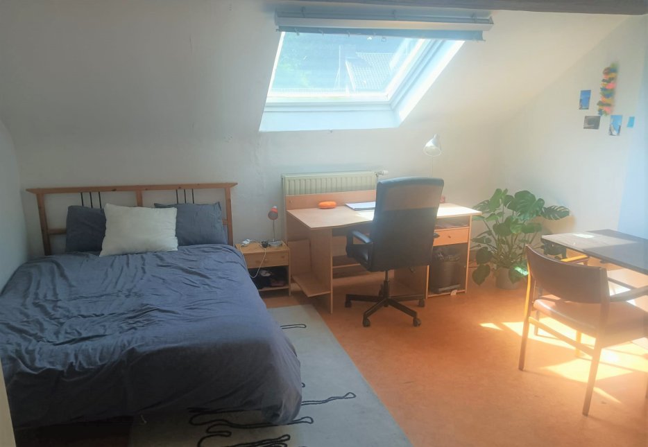 Kot n°6